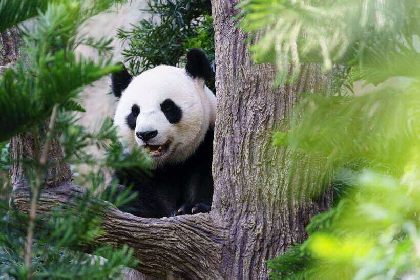 Beijing: Panda House Ticket (Zoo) October-limited Discount - An In-Depth Look at the Experience