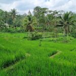 Best Lombok Rice Terrace Walking Tour With Waterfall & Monkey - How the Tour Is Organized & What You Gain