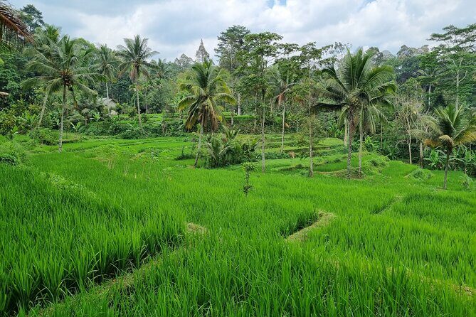 Best Lombok Rice Terrace Walking Tour With Waterfall & Monkey - How the Tour Is Organized & What You Gain