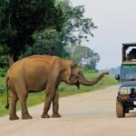 Best Value Yala Safari: Spot Leopards, Elephants & Bears (Shared) - The Itinerary Breakdown