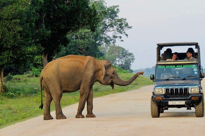 Best Value Yala Safari: Spot Leopards, Elephants & Bears (Shared) - The Itinerary Breakdown
