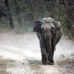 Bharatpur Bird Watching & Elephant Rescue Centre From Delhi - Detailed Breakdown of the Experience