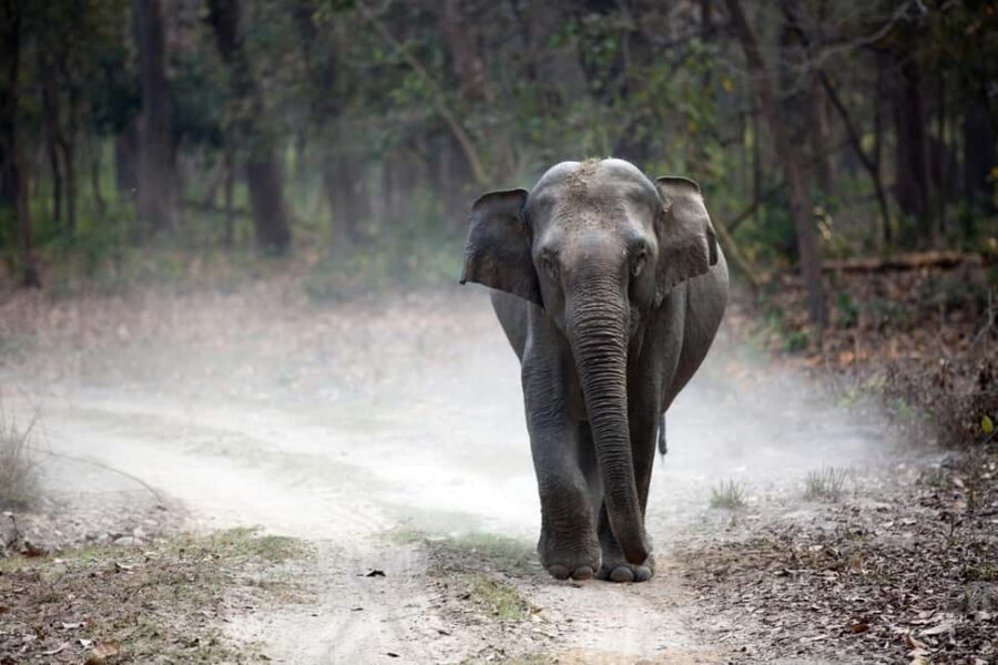 Bharatpur Bird Watching & Elephant Rescue Centre From Delhi - Detailed Breakdown of the Experience