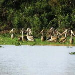 Bird Watching at Tonle Sap Forest and Lotus Farm Siem Reap - Who Will Love This Tour?