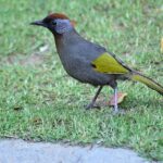 Bird Watching Doi Inthanon - Final Thoughts: Who Will Love This Tour?