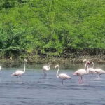 Bishnoi Village :Safari tour - Authenticity and Value