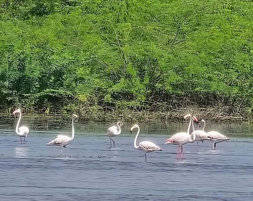 Bishnoi Village :Safari tour - Authenticity and Value