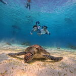 BOHOL: Dolphin Watching, Turtle Swim and Island Party - Setting the Scene: What to Expect from This Tour