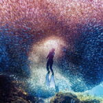 Bohol: Private Sardine Snorkel & Tropical Fish Tour - Who Is This Tour Best For?