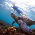 Bohol: Swim with Sea Turtles & Dolphins Island Hopping Tour - The Guides, Safety, and Practical Aspects