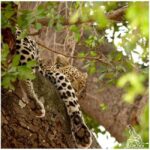 Budget Yala Safari: 1-Night Hostel Stay & Meals Included - Why This Tour Is a Great Choice