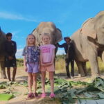 Cambodia Elephants Haft Day Experiences from Siem Reap - FAQ