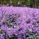 Cameron Highlands Day Tour from Ipoh with Mossy Forest - The Sum Up