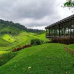 Cameron Highlands One Day Trip from Kuala Lumpur Privately Organised - Who Will Enjoy This Tour?