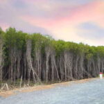 Can Gio Mangrove, Thanh An Island, Vung Tau City 2 Days Tour - Detailed Breakdown of the Itinerary