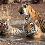 Canter Safari: Skip-the-line Entry Ranthambore Tiger Reserve - Practical Tips for Your Ranthambore Safari