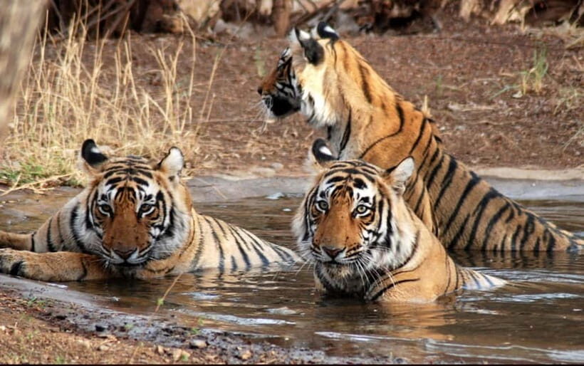 Canter Safari: Skip-the-line Entry Ranthambore Tiger Reserve - Practical Tips for Your Ranthambore Safari