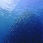 Cebu: 2-Day Private Tour Moalboal and Oslob - Authentic Experiences and Genuine Highlights