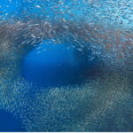 Cebu BEST: Sumilon, Whaleshark and Turtle Snorkeling Tour - Who Will Love This Tour?