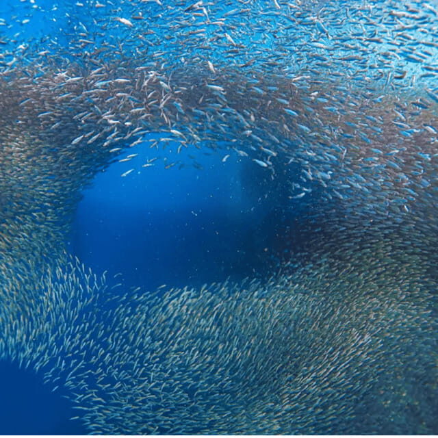 Cebu BEST: Sumilon, Whaleshark and Turtle Snorkeling Tour - Who Will Love This Tour?