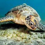 Cebu: Moalboal Sardine Run & Kawasan Falls Canyoneering - The Experience Through the Eyes of Reviewers