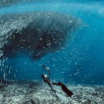 Cebu: Moalboal Sardines & Turtle Snorkeling and Canyoneering - What You’ll Experience Step-by-Step