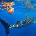 Cebu: Oslob Whale Shark Swim and Sumilon Island Day Tour - Real Experiences and Authentic Insights