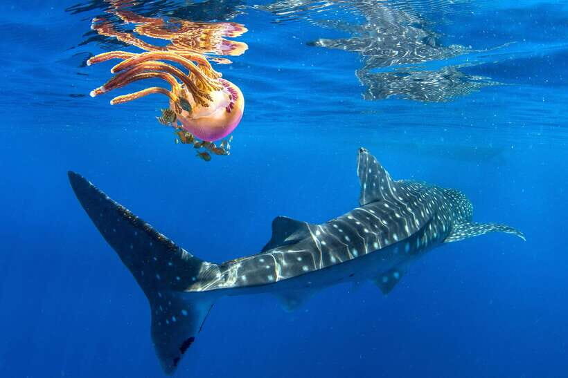 Cebu: Oslob Whale Shark Swim and Sumilon Island Day Tour - Real Experiences and Authentic Insights