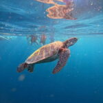 Cebu: Oslob Whale Sharks, Moalboal Sardine Run & Turtles - An overview of the adventure