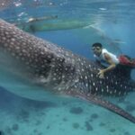 Cebu Oslob Whaleshark, Tumalog Falls&Sumilon Island(Private) - Why This Tour Offers Great Value