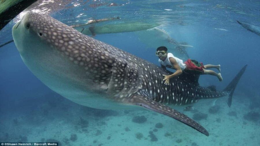 Cebu Oslob Whaleshark, Tumalog Falls&Sumilon Island(Private) - Why This Tour Offers Great Value