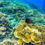 Cebu: Ultimate 3-Day Water Adventure - What Makes This Tour Stand Out?