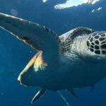 Cebu: Whale Shark Swim, Kawasan Falls & Sardine Run - Price and Value for Money