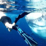 Cebu: Whale Sharks, Kawasan Falls, & Sardines Run Snorkeling - The Practical Details