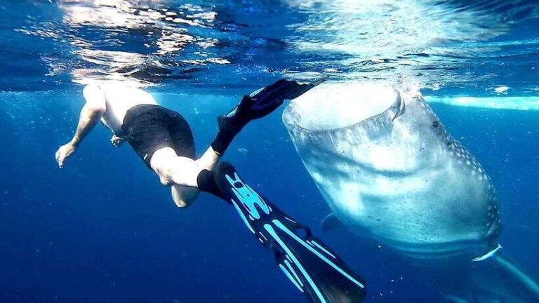 Cebu: Whale Sharks, Kawasan Falls, & Sardines Run Snorkeling - The Practical Details