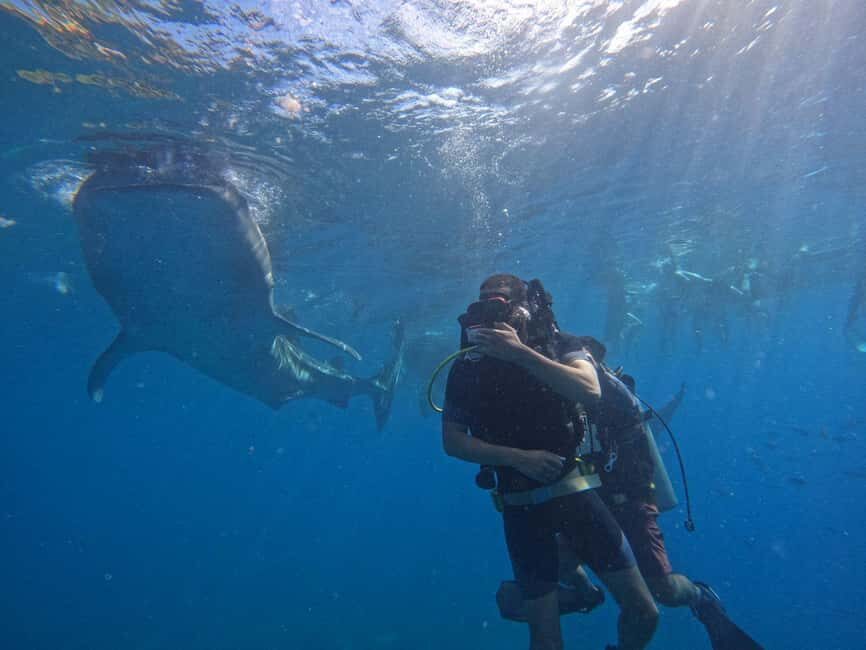 Cebu: Whaleshark Experince, Waterfalls & White Sand Wonders - Why You Should Consider This Tour