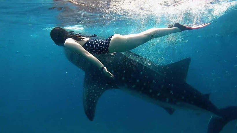 Cebu: Whaleshark Swimming & Kawasan falls Canyoneering Tour - An In-Depth Look at the Tour Itinerary