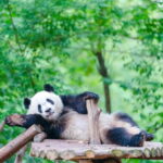 Chengdu Giant Panda: Panda Base or Shenshuping (optional) - Exploring the Panda Base