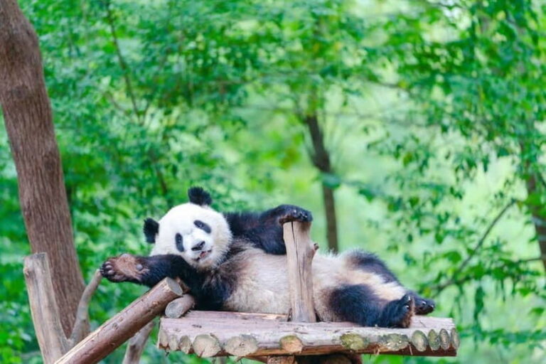 Chengdu Giant Panda: Panda Base or Shenshuping (optional) - Exploring the Panda Base