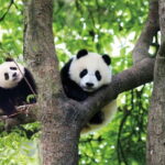 Chengdu Panda Base and Luodai Ancient Town One-Day Tour - What’s Included & What to Keep in Mind