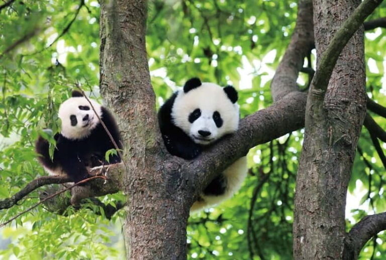 Chengdu Panda Base and Luodai Ancient Town One-Day Tour - What’s Included & What to Keep in Mind
