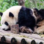 Chengdu: Panda Base Leshan Buddha English-guided Group Tour - What’s Included and What’s Not