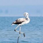 Chennai, Guided Birding And Birding Photo Trip With Spot Scope, 2 to 3 Hours - Final Thoughts