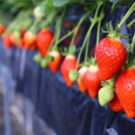 Cherry Blossom Buddha and Mt.Yoshino Tour From Osaka - Key Points