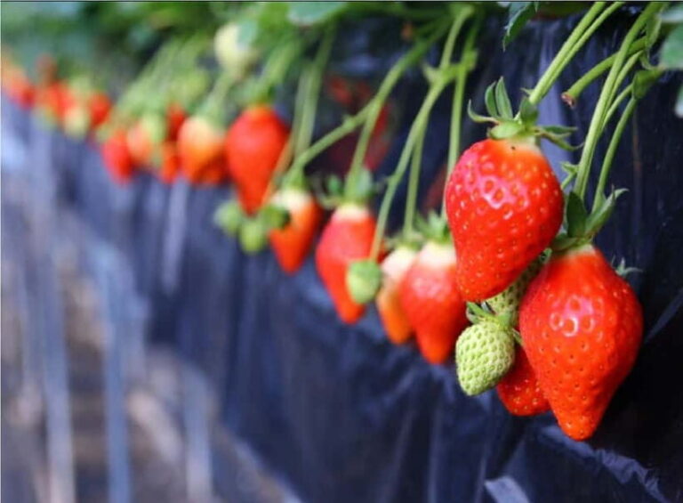 Cherry Blossom Buddha and Mt.Yoshino Tour From Osaka - Key Points