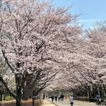 Cherry Blossom highlights, Asakusa, Ueno, Imperial Palace Garden - The Sum Up: Is This Tour Worth It?