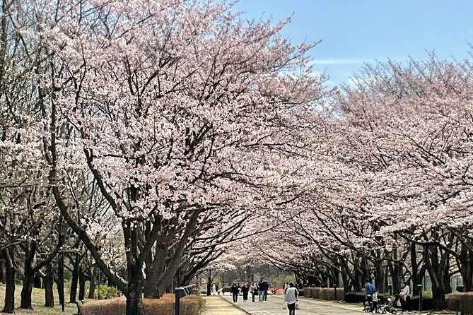 Cherry Blossom highlights, Asakusa, Ueno, Imperial Palace Garden - The Sum Up: Is This Tour Worth It?