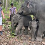 Chiang Mai 1 Day: Elephant Sanctuary, Waterfall & Bamboo Rafting - Who should consider this tour?
