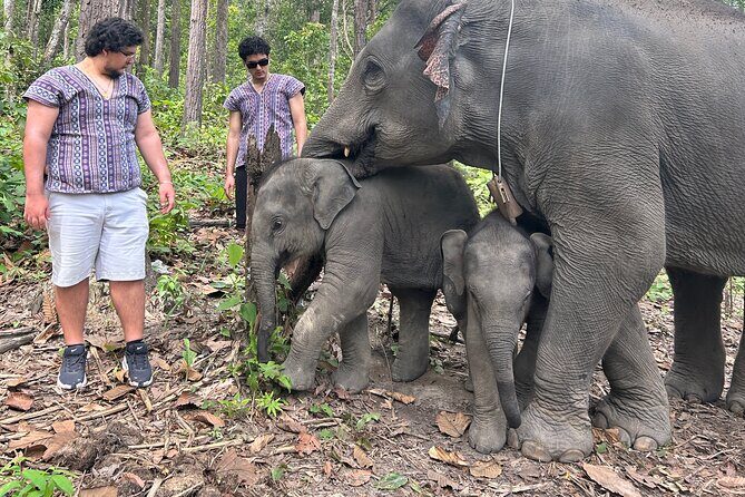 Chiang Mai 1 Day: Elephant Sanctuary, Waterfall & Bamboo Rafting - Who should consider this tour?