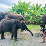 Chiang Mai Chapulin Elephant Care and Sticky Waterfall - The Optional Sticky Waterfall Experience